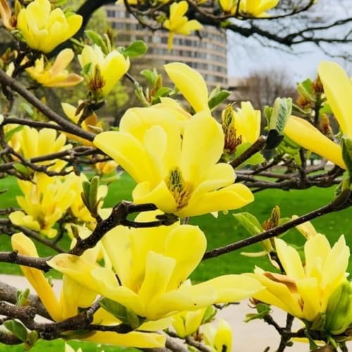 Yellow Magnolia Tree Plant Live, 6-12 Inch Tall, 2.5 Inch Pot - Image 5