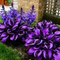 Hosta Bulb for Winter Garden Decor, 4 Bulbs, Purple Black Variegated Foliage with Blue Flowers, Fall Broad Leaf for Shade Patio, Pots and Outdoor by Unknown
