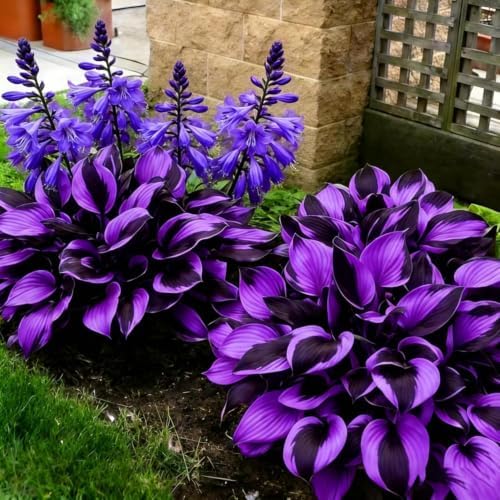 Hosta Bulb for Winter Garden Decor, 4 Bulbs, Purple Black Variegated Foliage with Blue Flowers, Fall Broad Leaf for Shade Patio, Pots and Outdoor by Unknown