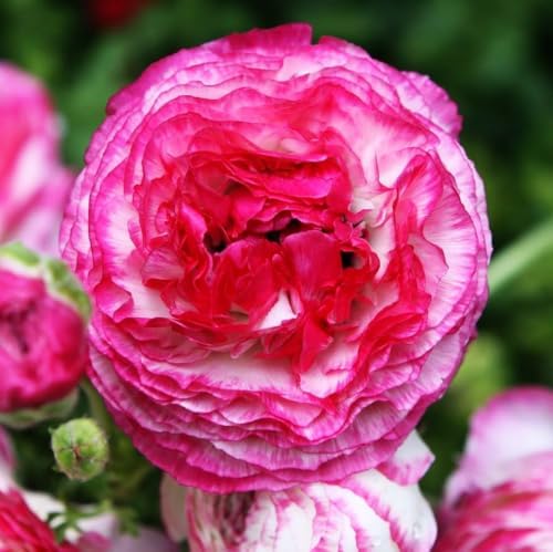 Mixed Peony Ranunculus Bulbs- Persian Buttercup -10 Corms Bulbs Flowering Blooms Perennial Bulbous Root Garden Plant (Picotee Pink) by seedsofstrength