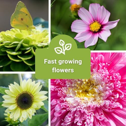 Sow Right Seeds - Annual Flower Seed Collection for Planting Home Garden - Image 5