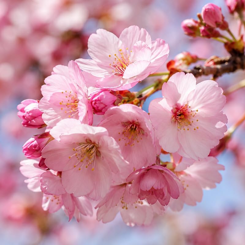 2 Autumnalis Cherry Tree Live Plant - Image 3