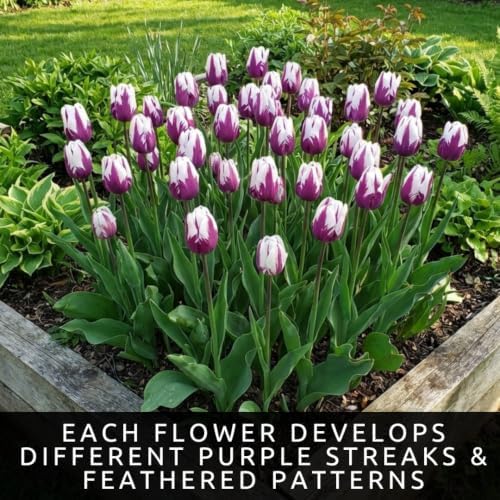10 Flaming Flag Tulip Bulbs | Purple & White Flowers for Fall Planting - Image 6