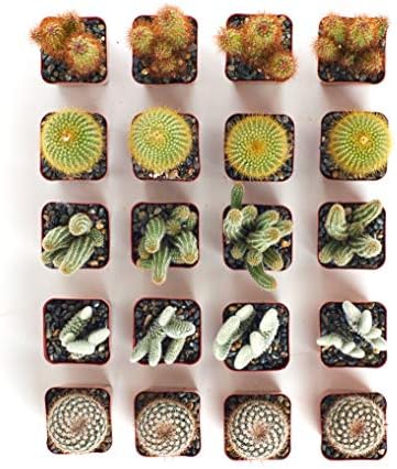 Shop Succulents | Cool Cactus Collection of Live Succulent Plants, Hand Selected Variety Pack of Cacti | Collection of 20 - Image 2