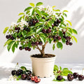 Black Cherry Plant Live for Planting, Sweet Cherry Fruit Tree, Fast Growing Sweet Fruit Tree in Home Garden, 6-12 Inch Tall, Quart Pot, Dormant in Winter by HARINI