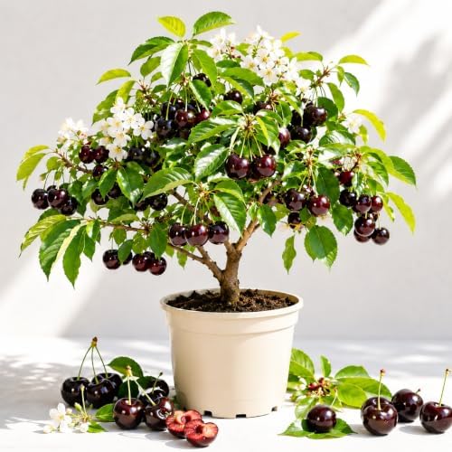 Black Cherry Plant Live for Planting, Sweet Cherry Fruit Tree, Fast Growing Sweet Fruit Tree in Home Garden, 6-12 Inch Tall, Quart Pot, Dormant in Winter by HARINI