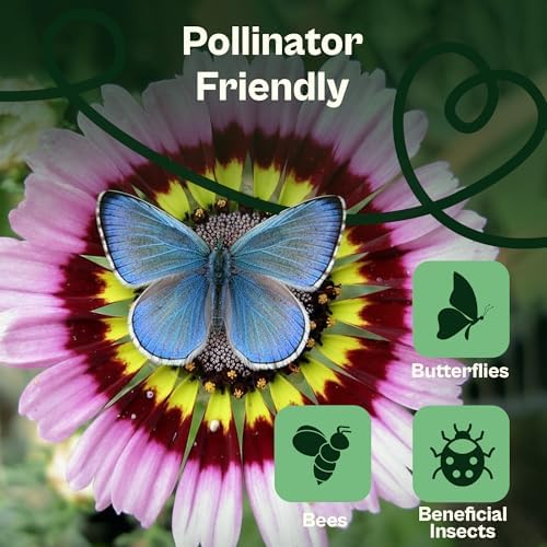 1500 SVI Painted Daisy Seeds (Chrysanthemum Carinatum) – Daisy Seed Packets Bulk, Chrysanthemum Flowers Seed Mix Wildflowers – Annual Cut Flower Seeds for Outdoor Garden, Flower Garden, Containers - Image 4