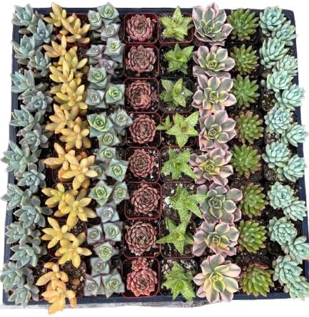64 Pack Live Succulents Plants Mystery Pack - Variety of Well Rooted Plants in 2 Inch Pots - Real, Small, Assorted Houseplants for Indoor, DIY, Home Decor, Wedding, or Birthday Gifts by SDSucculentGrowers