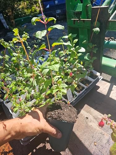 one Live Southgate Fuchsia Fuschia Plant (White/Pink) Bush Shrub Butterfly Hummingbird Attraction pollinator in a 5" Pot, Well Rooted Flowers semi-Shade - Image 3