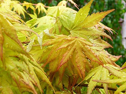 Orange Dream Japanese Maple Live Tree – Bright Orange Spring Foliage – Dwarf Ornamental Maple – 1 Year Plant - Image 6