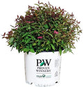 Proven Winners - Spiraea jap. Double Play Red (Spirea) Shrub, red flowers, #3 - Size Container by GreenPromiseFarms