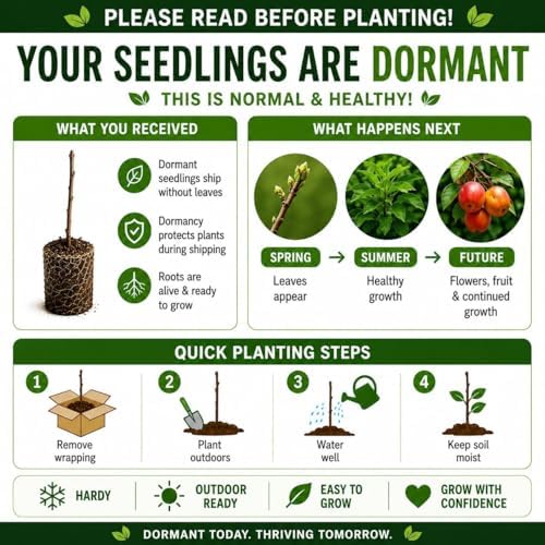 3 Golden Chain Tree Saplings for Planting | Live Bare Root Golden Chain Trees | Flowering Ornamental Tree Seedlings | Laburnum Trees with Stunning Yellow Blooms | Dormant Live Plants - Image 4
