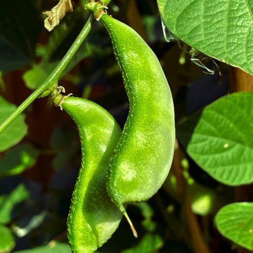 HYV Hyacinth Bean Seeds – Ipsa-2 Variety – Flat Green Pods – Country Bean | Lablab Purpureus Bangladeshi Vegetable Seeds | 0.35 OZ (30+ Seeds) - Image 4