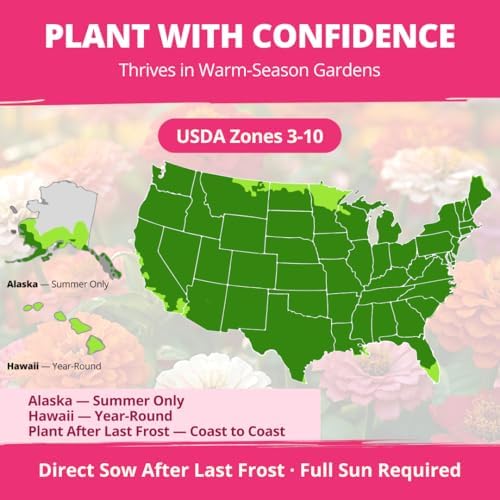 HOME GROWN Zinnia Seeds, Lilliput Mix, 600 Seeds, Zinnia elegans - Image 4