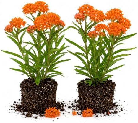 2 Orange Milkweed Live Plants 4-7 Inches, Asclepias Butterfly Milkweeds by UIOTER
