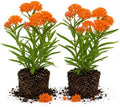 2 Orange Milkweed Live Plants 4-7 Inches, Asclepias Butterfly Milkweeds by UIOTER