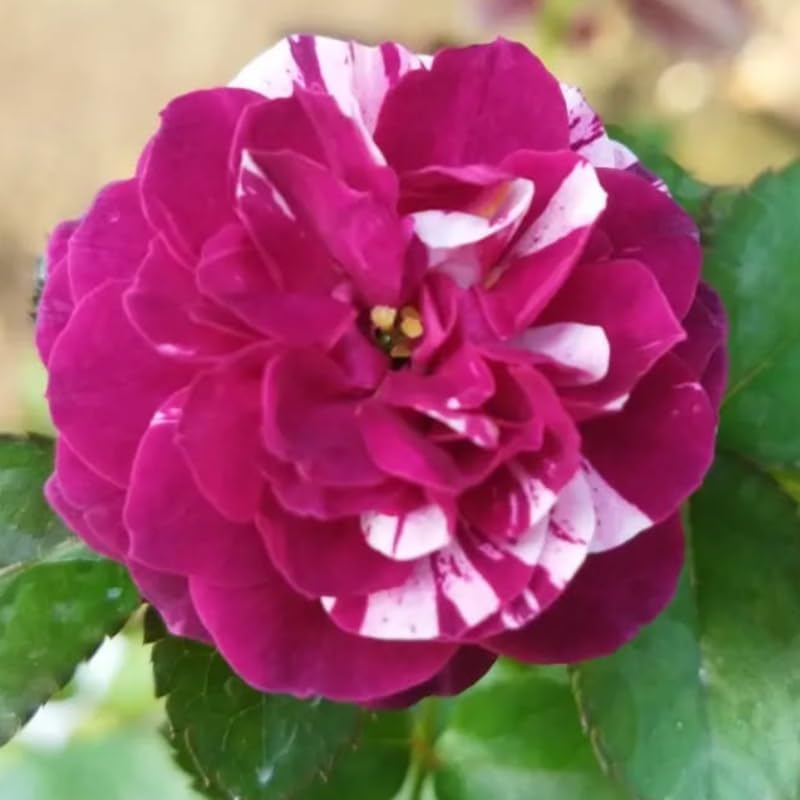 Purple-White Climbing Rose Live Plant, Ornamental Rose, 5-9 Inch Tall - Image 6
