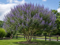 1 Texas Lilac Vitex Trees - Live Plants - Quart Containers - Purple Blooms - 6-12 Inches Tall by CrapeMyrtleGuy