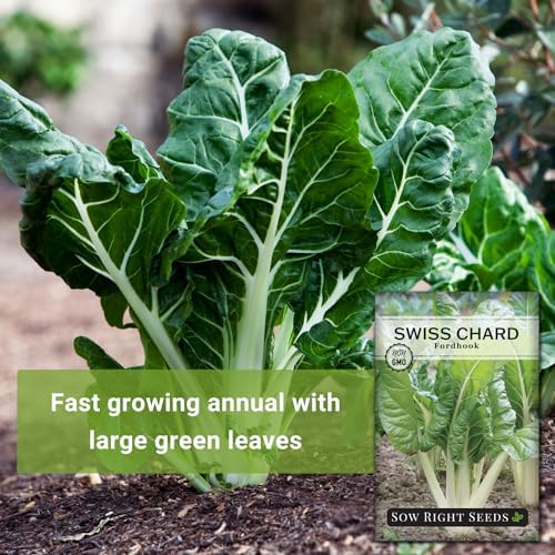 Sow Right Seeds - Fordhook Swiss Chard Seed for Planting Home Garden 2pk - Image 3