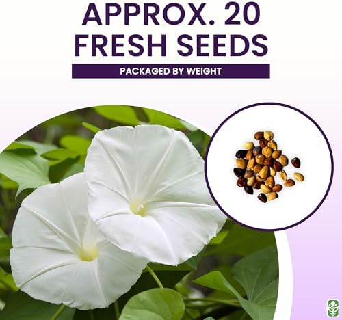 White Moonflower Vine Seeds - Climbing Vine Up to 15 Feet - Fragrant - Image 3