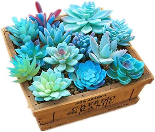 Artificial Blue Succulent Plants Plastic Fake Flower Arrangement for Home Garden Office Desk Decoration Pack of 10 - Image 3