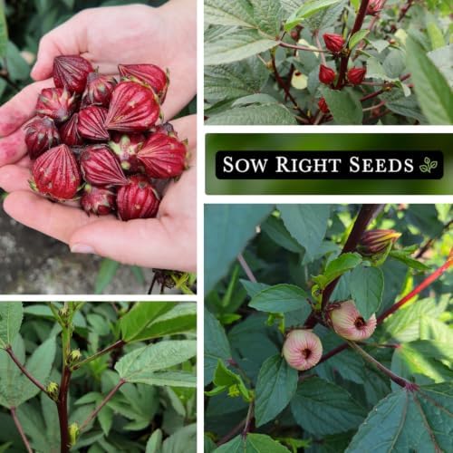 Sow Right Seeds - Roselle Hibiscus Seed for Planting Home Flower Garden - Image 4