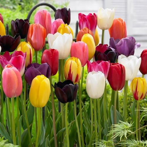 Garden State Bulb Bright Sunshine Mix Single Late Tulip Flower Bulbs, 12/+ cm (Bag of 50) by GardenStateBulbCo