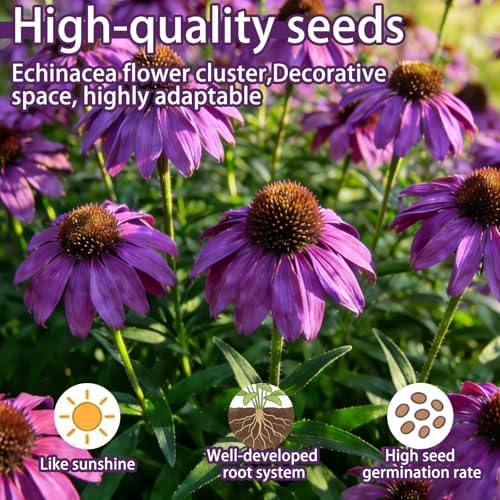 Purple Coneflower Seeds for Planting Outdoor, Hardy Native Perennial Flower - Image 2