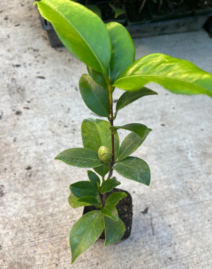 Camellia Live Plants Pink Tea Flowers Shrub Camellia Japonica Tree Fragrant Flower Woody Shrub 4" Pot - Image 2