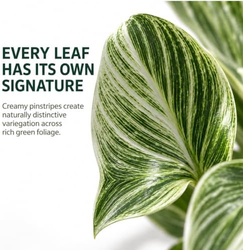 Philodendron Evian Live Plant - Fully Rooted Rare Variegated Houseplant - Image 3