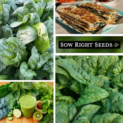 Sow Right Seeds - Bloomsdale Spinach Seed for Planting Vegetable Garden 2pk - Image 4