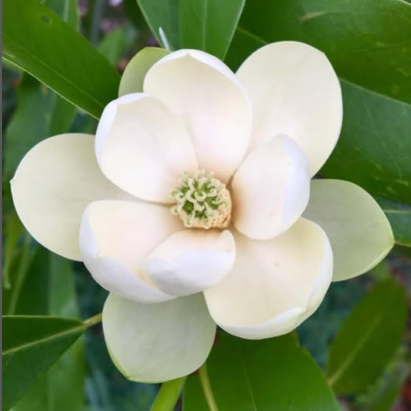 Sweetbay Magnolia Flower Tree, Hardy Ornamental Flowering Plant, Gallon Pot - Image 4