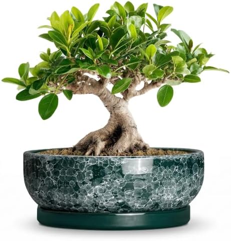 8 Inch Ceramic Bonsai Tree Pots with Saucer, Droplet Green by Wliror