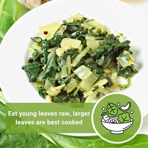 Sow Right Seeds - Fordhook Swiss Chard Seed for Planting Home Garden 2pk - Image 5