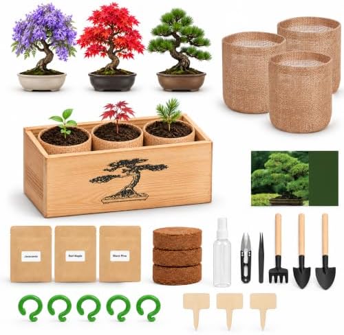 Bonsai Tree Growing Kit for Beginners, 3 Seed Varieties, by BuggyBeds