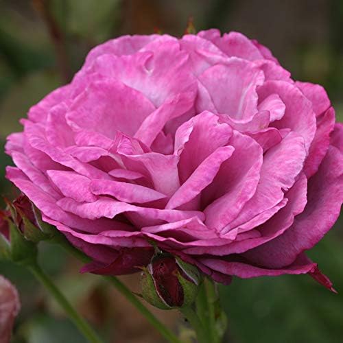 Heirloom Hybrid Tea Roses, Live Own Root Plant, The Heirloom - Image 2
