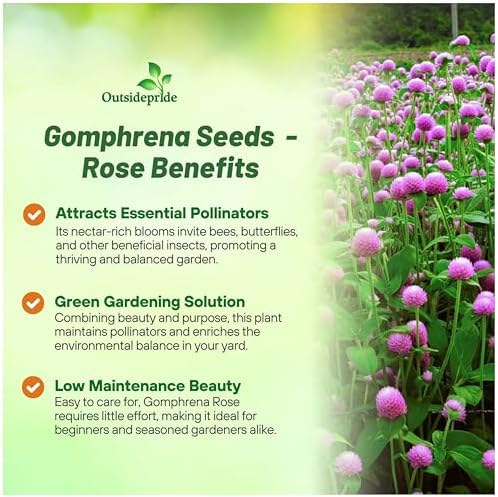 Outsidepride Rose Gomphrena Seeds - 1000 Pcs Annual, Heat & Drought Tolerant, Pollinator Friendly Globe Amaranth Seeds for Planting w/Vibrant Round Blooms for Beds, Borders, and Arrangements - Image 3