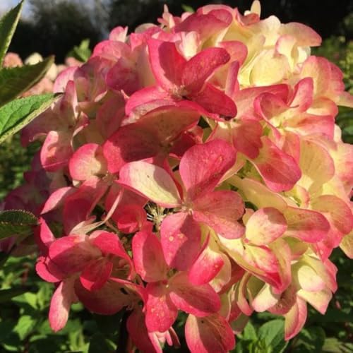 Ruby Red Pink Hydrangea Live Plant, Flower Bush, 2.5 Inch Pot - Image 7