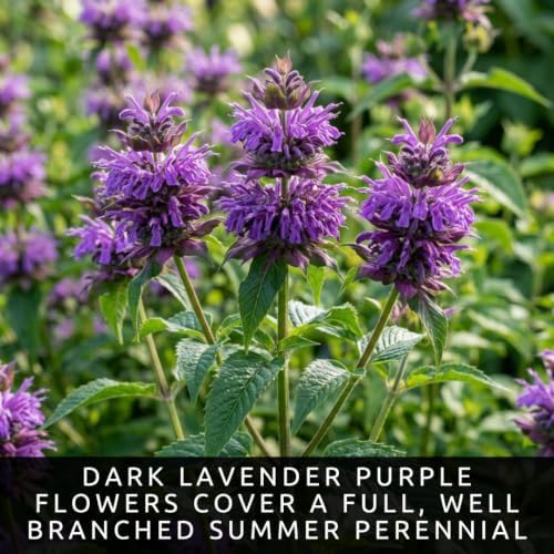 5 Lavender Bee Balm Live Plant Plugs – Purple Monarda Perennial Bee Plant - Image 2