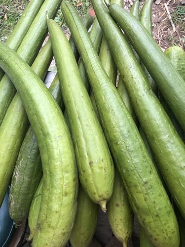 Organic Luffa Gourd Seeds (Luffa acutangula) 10 Seeds (0.2 Grams) - Loofah, Loofa, Luffah Gourd - Edible and Grow to Make Your Own Sponges - Sponge Gourd Seeds by Smoke Camp Crafts - Image 5