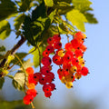 Red Currant Bush Live Plant, Outdoor Berry Plant, 5-9 Inch Tall by HILROQG