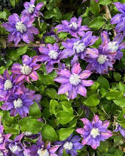 Perennial Farm Clematis x Viticella Diamantina Hybrid– Live Regal® Series Clematis in 4 Quart Container, Large Double Purple Blooms, Long Blooming, Compact Climber, Ideal for Trellises & Containers - Image 5