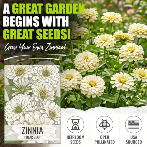 Seed Needs Polar Bear Zinnia Seeds to Plant Cut Flowers - 2 Packs - Image 2