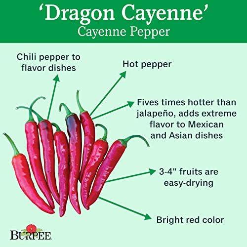 Burpee Dragon Cayenne Hot Pepper Seeds 25 seeds - Image 2