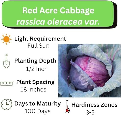 Red Acre Cabbage Seeds for Planting – Plant & Grow Heirloom Red Acre Cabbage in Home Outdoor Vegetable Garden, Brassica oleracea VAR. capitata– 5 Packets - Image 4