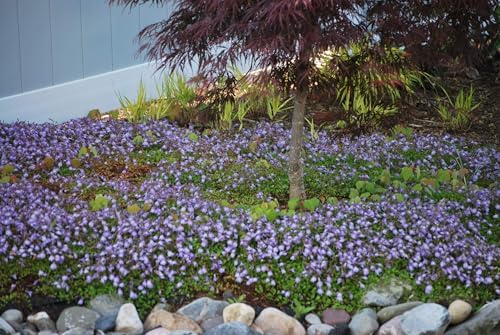 Perennial Farm Marketplace Mazus reptans (Creeping Blue) Live Groundcover, Size- 1 Quart, Bright Bluish Colored Flowers, Zones 5-8 - Image 7