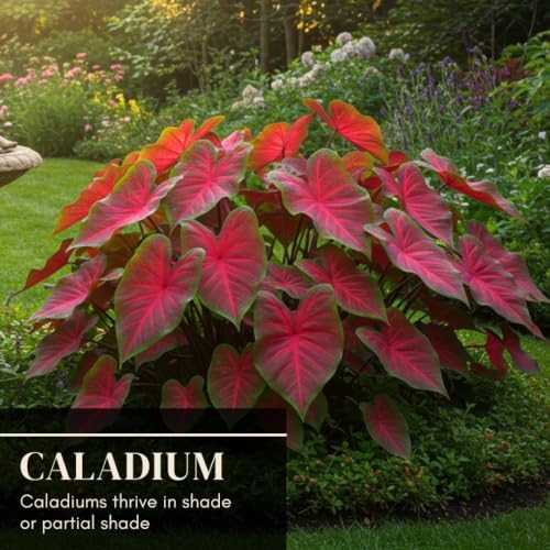 20 Scarlet Arrow Caladium Bulbs | Red & Green Tropical Foliage Plants - Image 5
