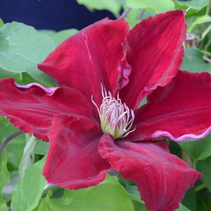 Red Clematis Vine Plant, Clematis Vine Plants Live in 2.5 Inch Pot - Image 2