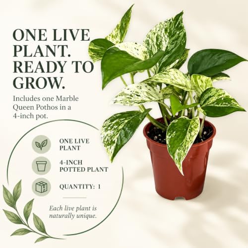 Marble Queen Pothos Live Plant - 4 Inch Creamy Variegated Vine - Image 6