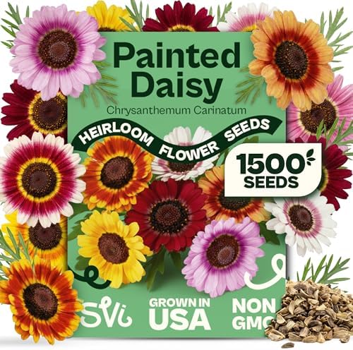 1500 SVI Painted Daisy Seeds (Chrysanthemum Carinatum) – Daisy Seed Packets Bulk, Chrysanthemum Flowers Seed Mix Wildflowers – Annual Cut Flower Seeds for Outdoor Garden, Flower Garden, Containers by SVI